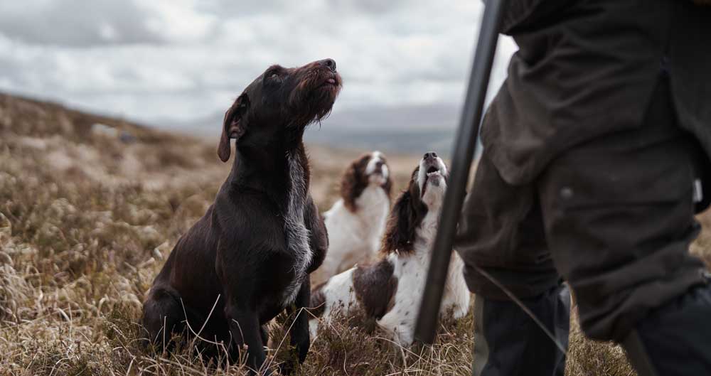 Beating in Tough Terrain with Dogs