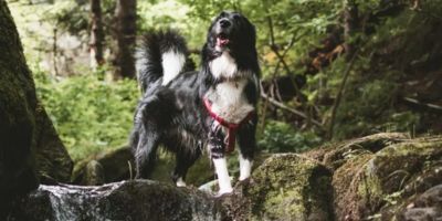black and white dog swimming in river