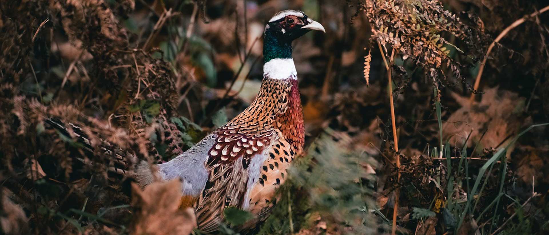 Game Shooting Season