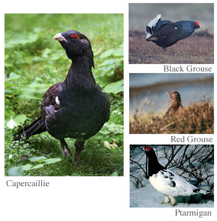 Images of Different Grouse