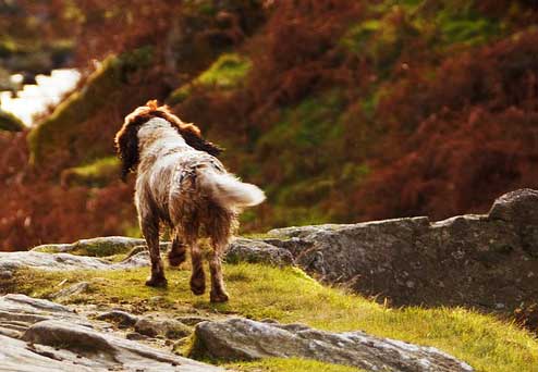 Gundogs on Rough Game Shooting