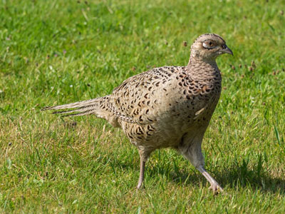 Example of Hen Pheasant