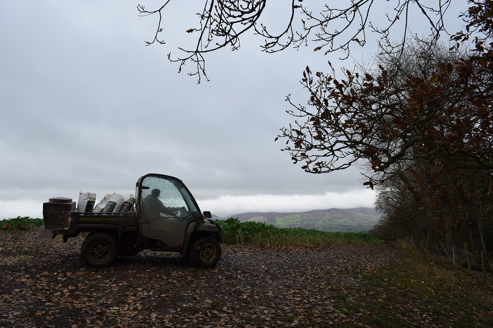 pheasant shooting