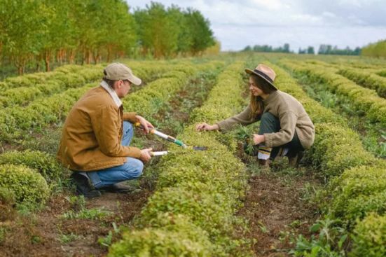farm workers harvesting fruit in a field