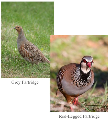 Grey Partridge & Red-Legged Partridge