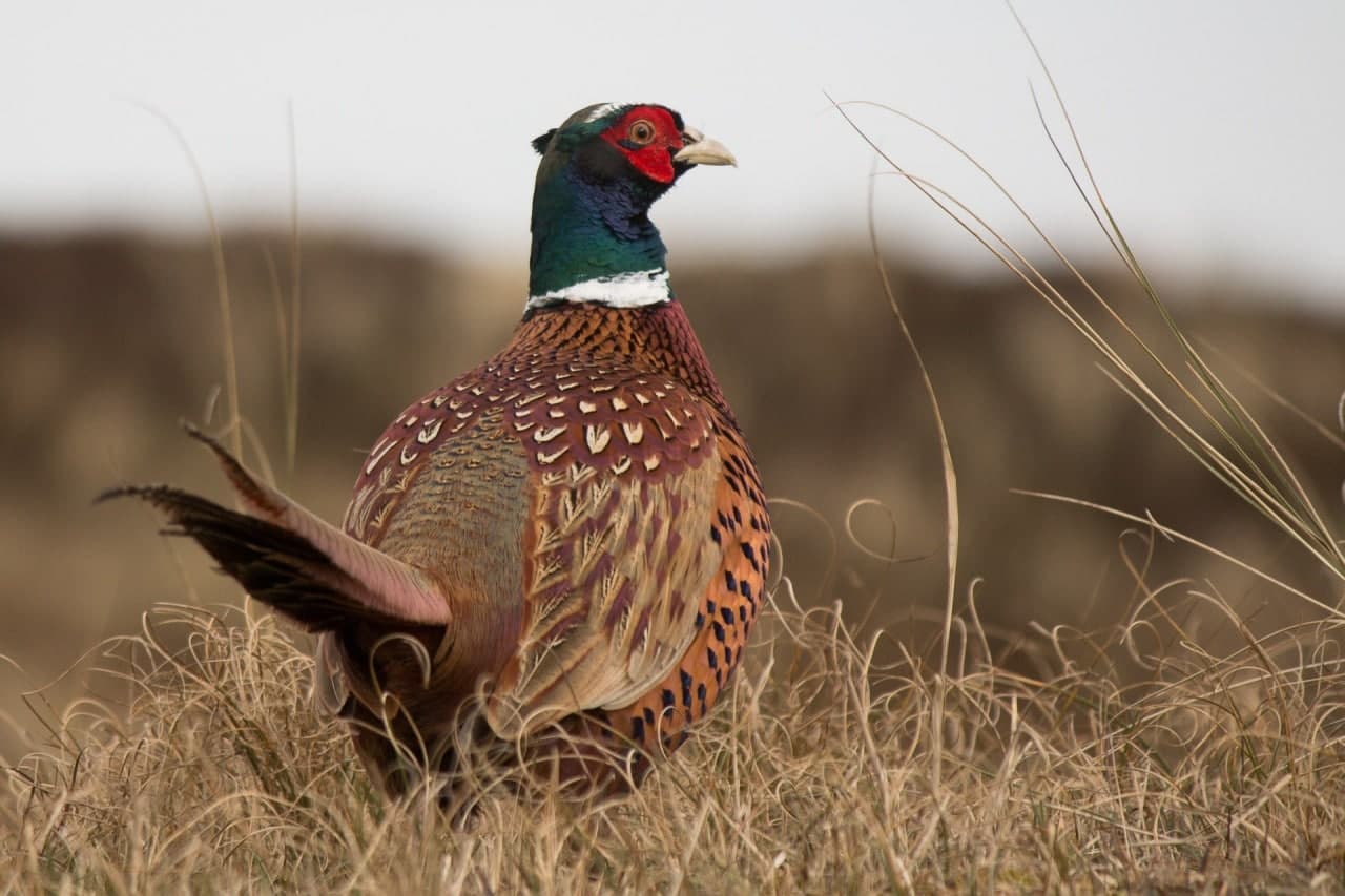 Pheasant gamekeeping Pheasant gamekeeping