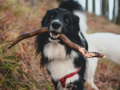 Reactive dog on a quiet forest holiday in the UK