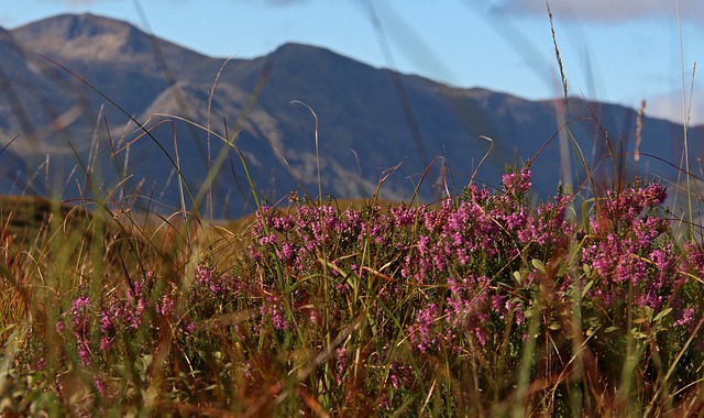scotland moors