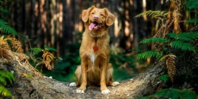 Small brown dog sitting on path in forest